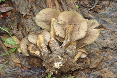 Psilocybe caerulescens