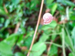 Plectotropis mackensii