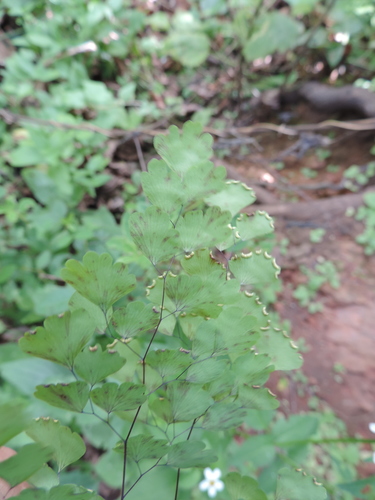 Adiantum poiretii image