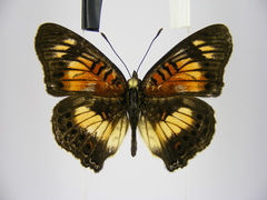 Junonia sophia sophia