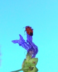 Deraeocoris punctum