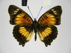 Junonia sophia sophia