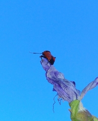 Deraeocoris punctum