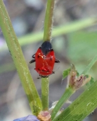 Deraeocoris punctum