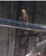 Falco moluccensis