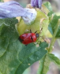 Deraeocoris punctum