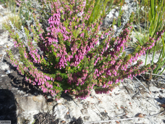 Erica intervallaris