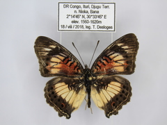 Junonia sophia sophia