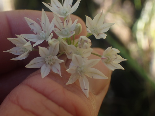 Image of Allium amplectens by no rights reserved