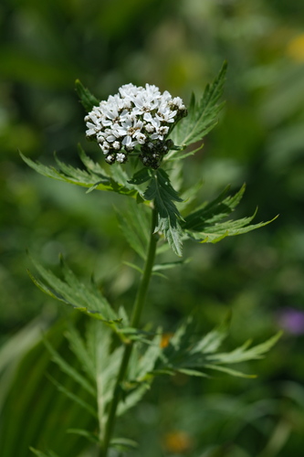 Achillea macrophylla, photograph 5