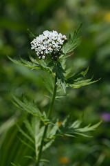 Achillea macrophylla, photograph (c) fmunoz, some rights reserved (CC BY)