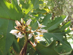 Solanum chrysotrichum image