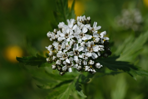 Achillea macrophylla, photograph 6
