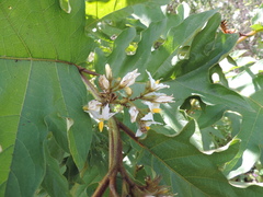 Solanum chrysotrichum image