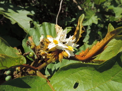 Solanum chrysotrichum image