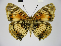 Junonia sophia sophia
