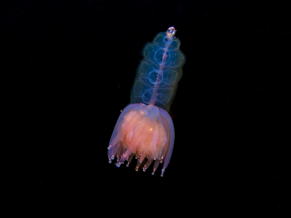 Hula Skirt Siphonophore
