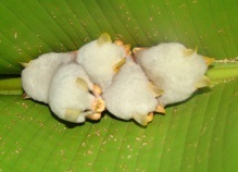 Ectophylla