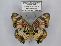 Junonia sophia sophia