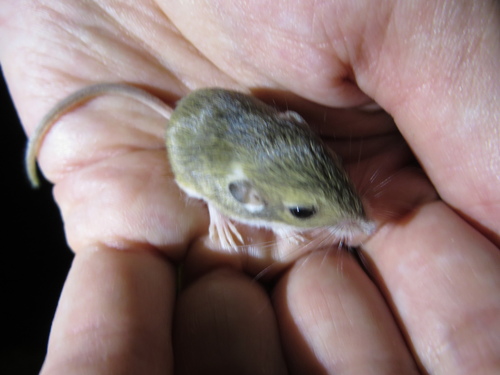 Merriam's Pocket Mouse (Perognathus merriami)