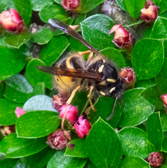 Dolichovespula norwegica