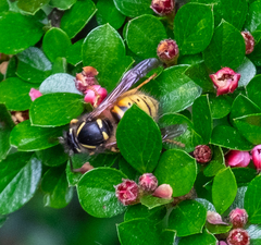 Dolichovespula norwegica