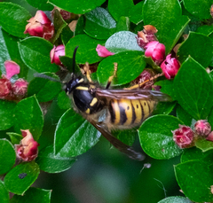 Dolichovespula norwegica
