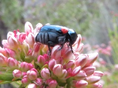 Saxinis saucia