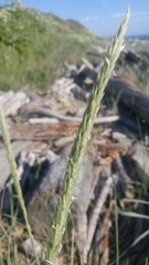 Leymus mollis mollis