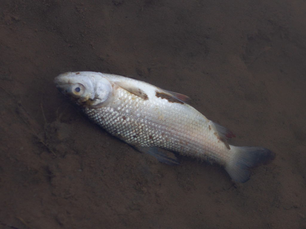 Streaked prochilod (Prochilodus lineatus) — Prochilodontidae