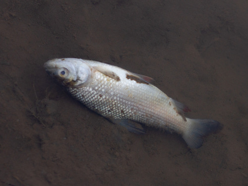 Streaked prochilod (Prochilodus lineatus) — Prochilodontidae