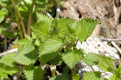 Urtica platyphylla