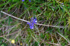 Polygala serpyllifolia