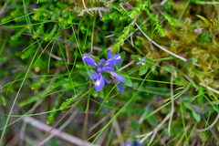 Polygala serpyllifolia