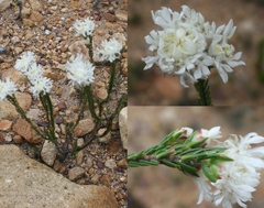 Lachnaea eriocephala