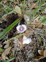 Calochortus tolmiei