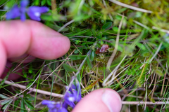 Polygala serpyllifolia