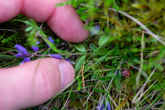 Polygala serpyllifolia