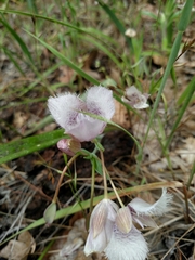 Calochortus tolmiei
