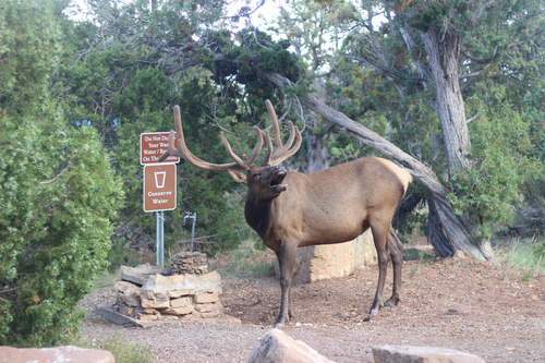 American Elk photographed in Arizona