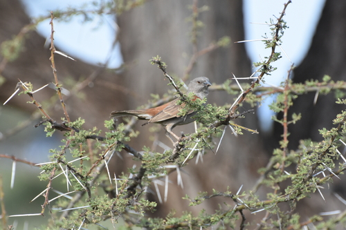 Parrot-billed Sparrow (Passer gongonensis), photo 4
