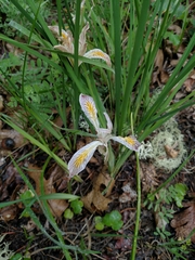 Iris chrysophylla