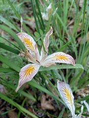 Iris chrysophylla