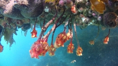 Pyura gibbosa