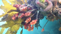 Pyura gibbosa