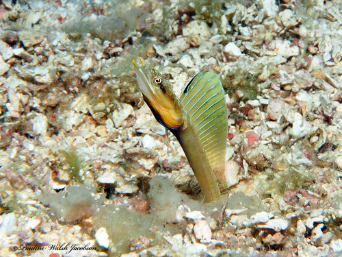 Yellowface pikeblenny (Chaenopsis limbaughi) — Chaenopsidae