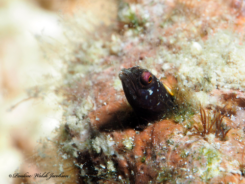 Ribbon Blenny