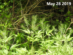 Cardamine leucantha