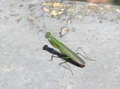 Odontomantis sinensis