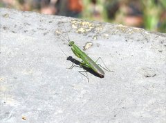 Odontomantis sinensis